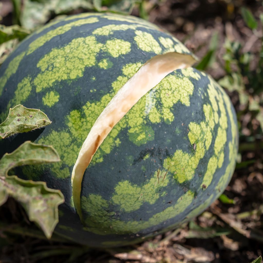 Wassermelone mit roten Kernen