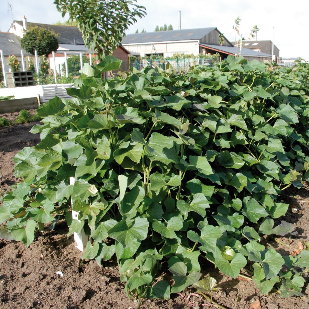 Süßkartoffel Beauregard - Ipomoea batatas