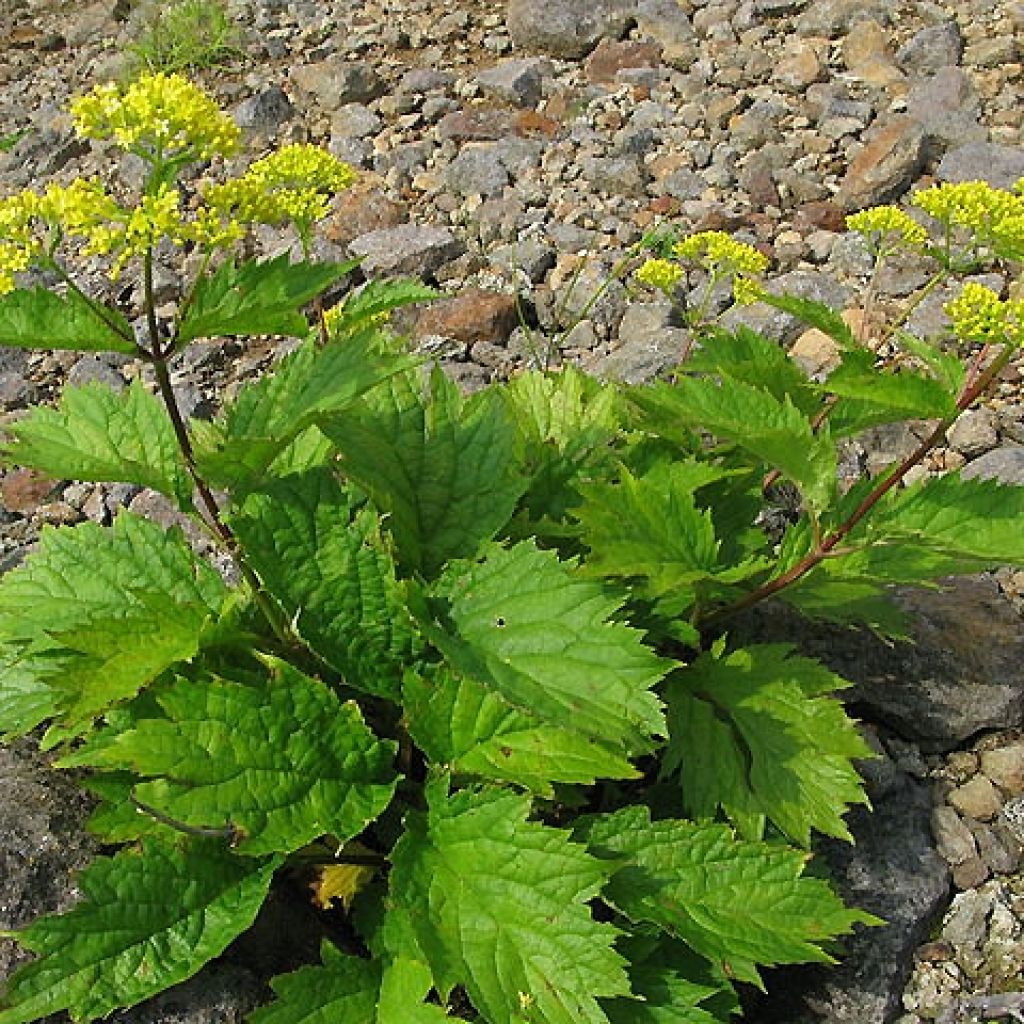 Patrinia gibbosa - Höcker-Goldbaldrian