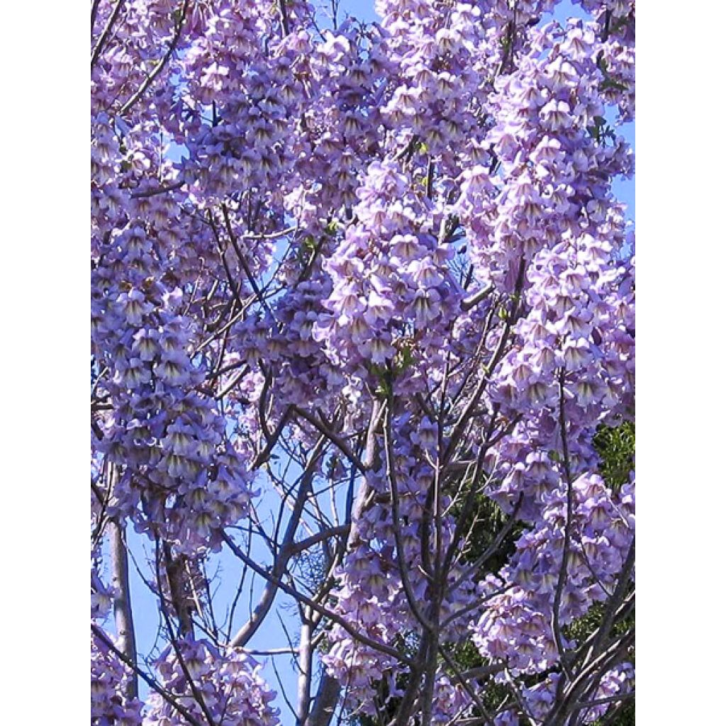 Paulownia elongata - Blauglockenbaum