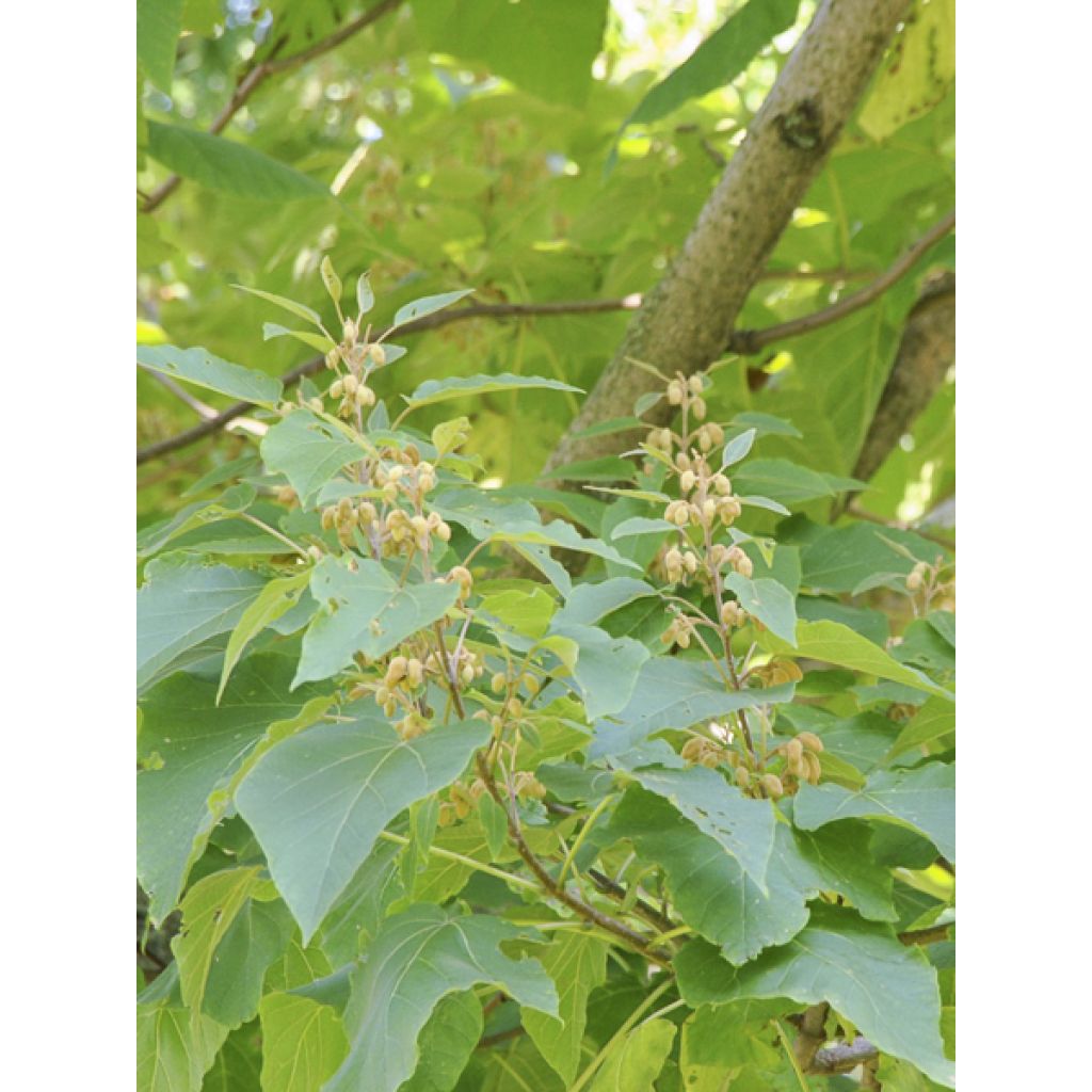 Paulownia elongata - Blauglockenbaum