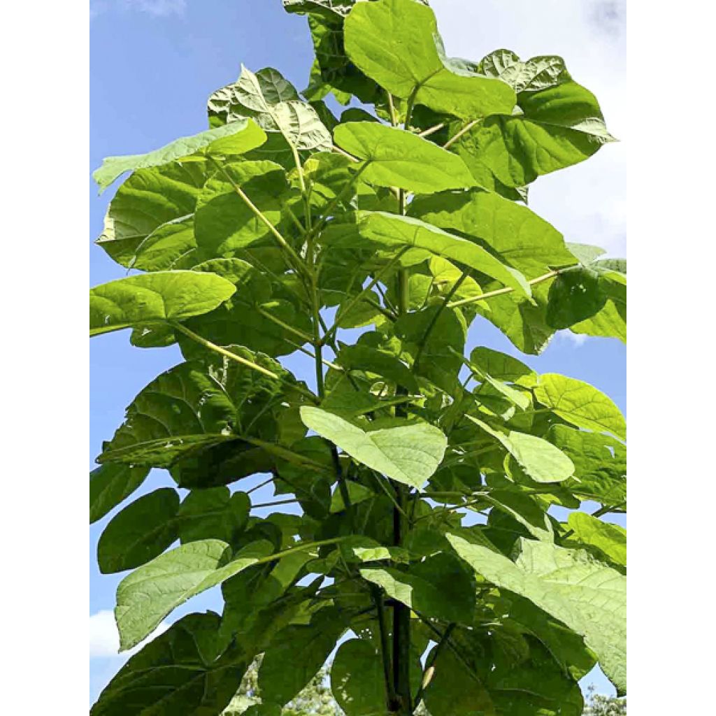 Paulownia elongata - Blauglockenbaum