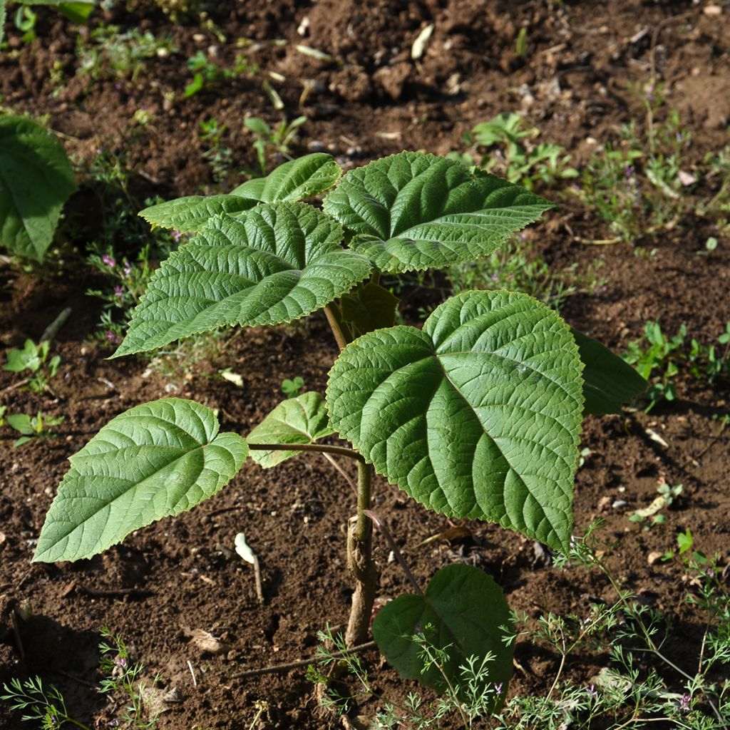 Paulownia elongata - Blauglockenbaum