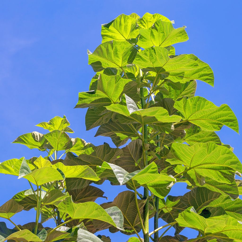 Paulownia elongata - Blauglockenbaum