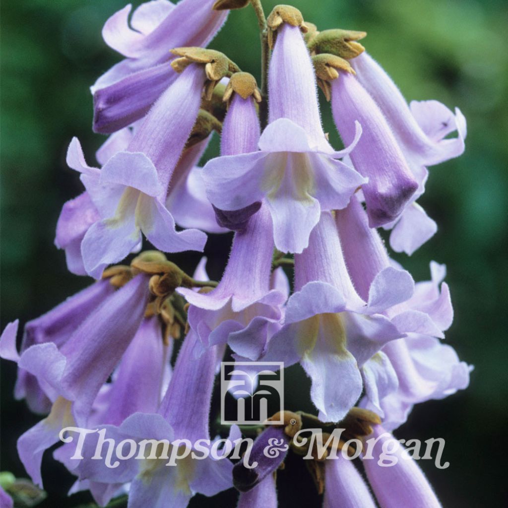 Paulownia tomentosa (Samen) - Blauglockenbaum