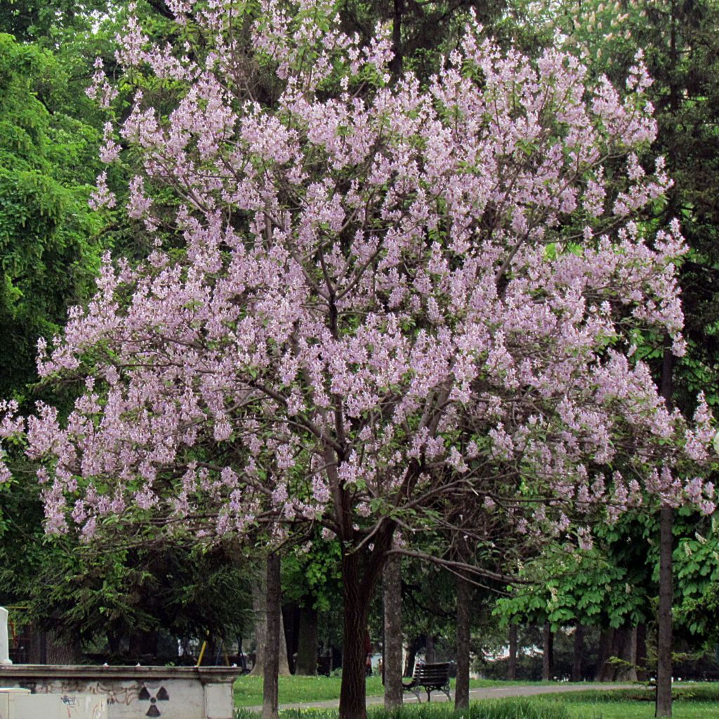 Paulownia tomentosa - Arbre impérial