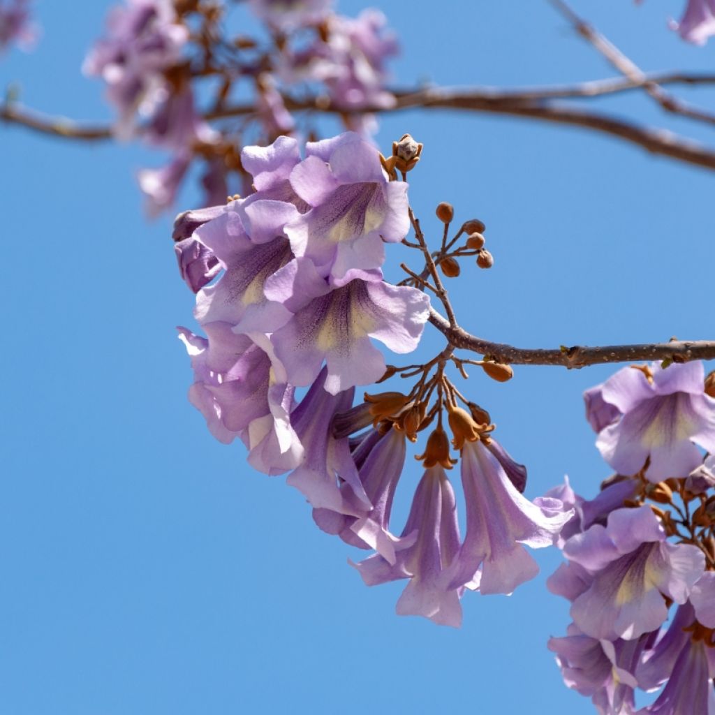 Paulownia tomentosa (Samen) - Blauglockenbaum