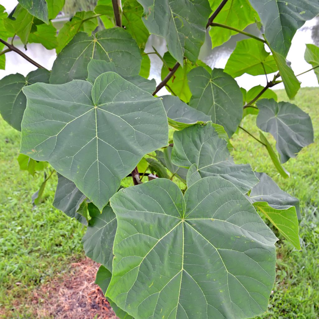 Paulownia tomentosa Hulsdonk - Arbre impérial