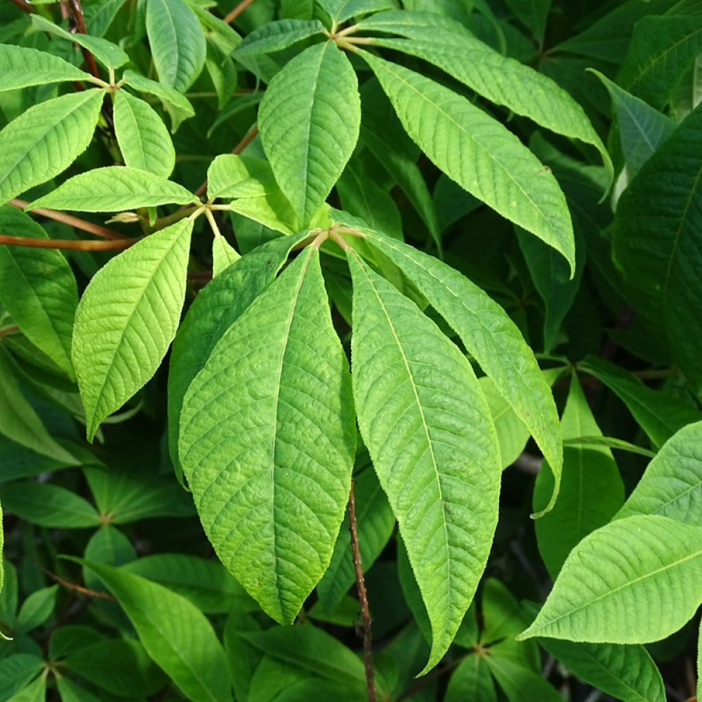 Strauchkastanie - Aesculus parviflora