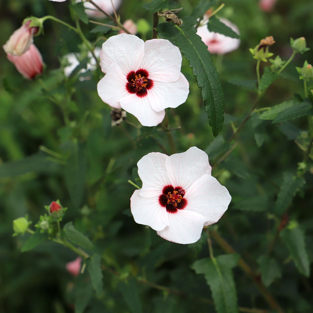 Pavonia hastata - Pavonia