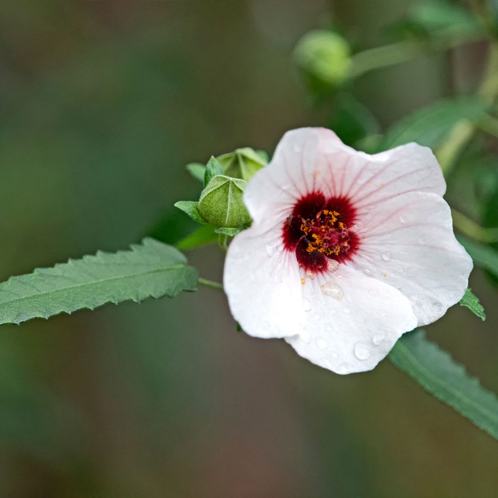 Pavonia hastata - Pavonie hastée