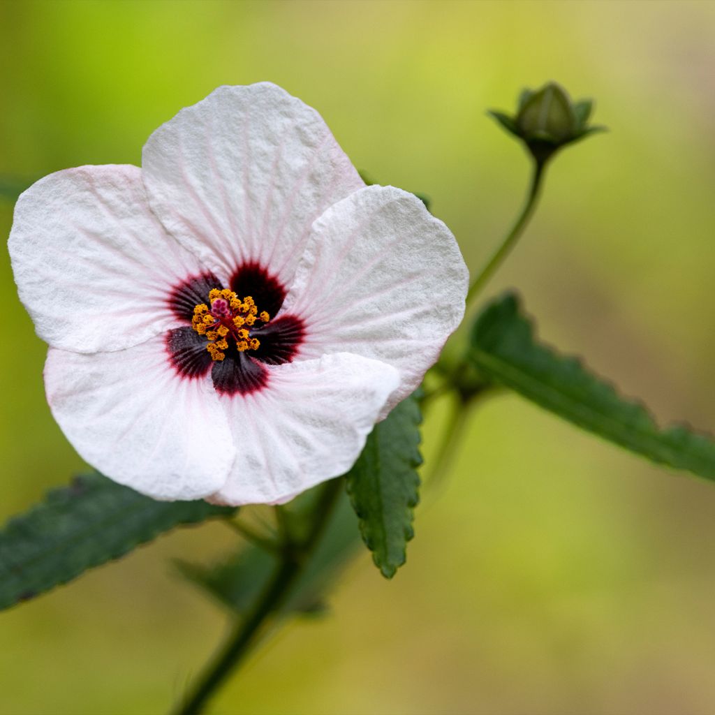 Pavonia hastata - Pavonie hastée