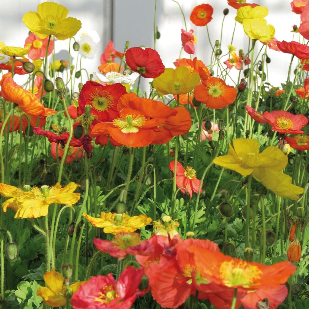 Papaver nudicaule Bulles de Champagne Mix - Isländischer Mohn