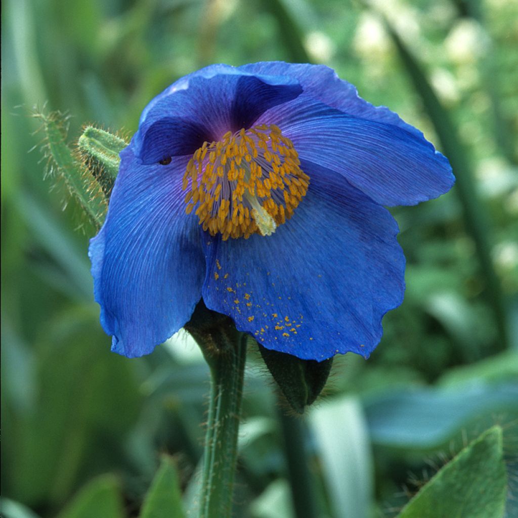 Meconopsis sheldonii - Bastard-Scheinmohn