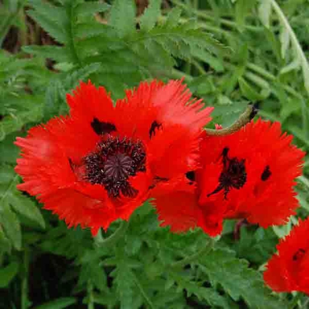 Pavot d'Orient Türkenlouis - Papaver orientale