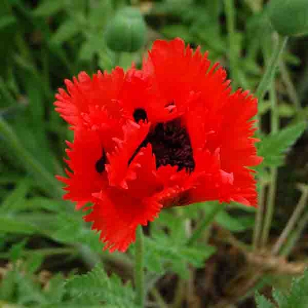 Pavot d Orient - Papaver orientale Turkenlouis