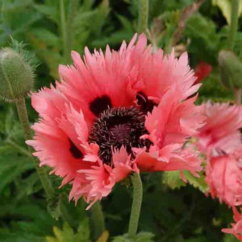 Pavot d Orient - Papaver orientale Clochard