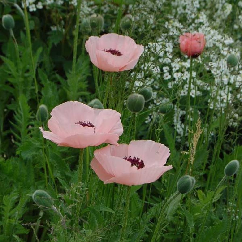 Orientalischer Mohn Queen Alexandra - Papaver orientale