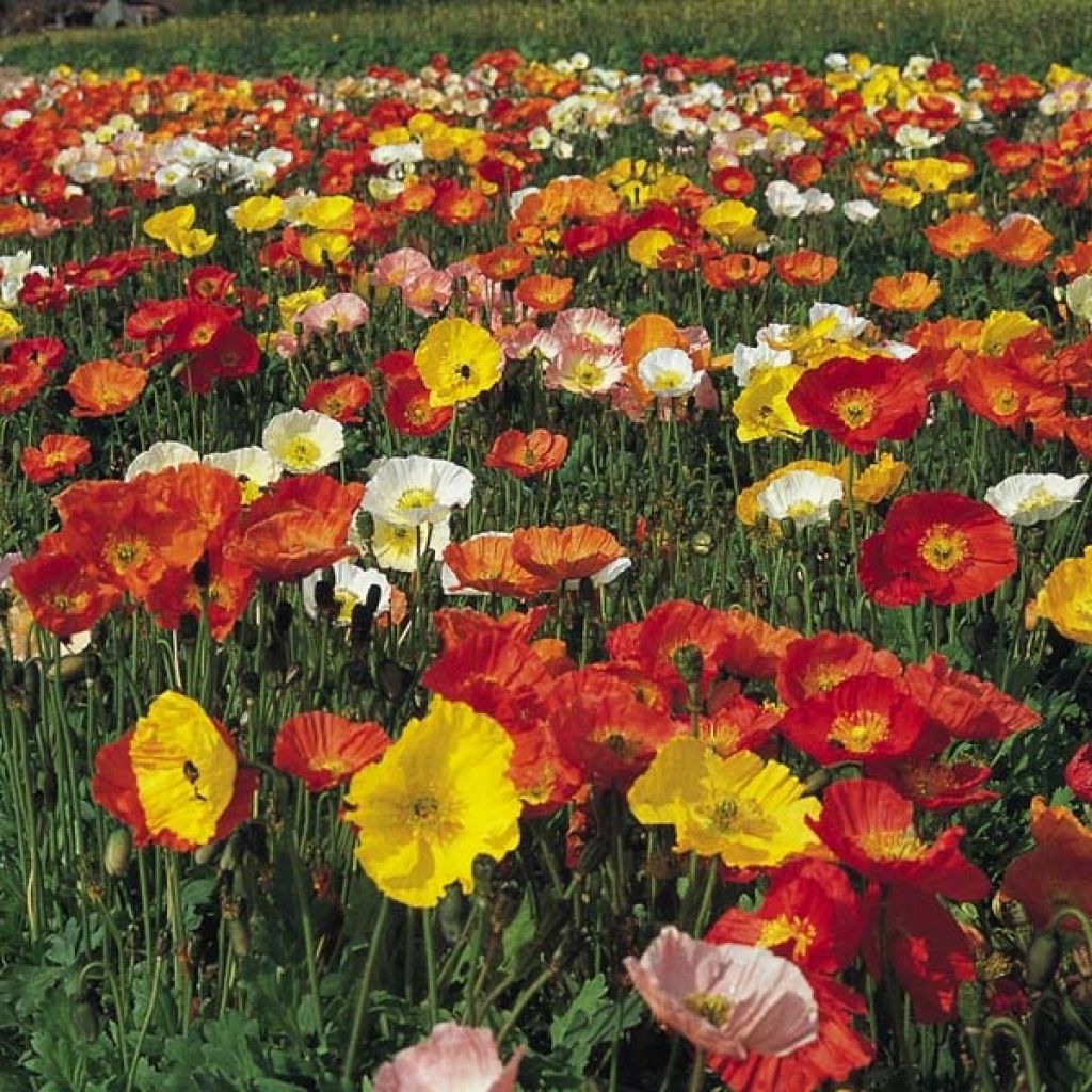 Papaver nudicaule Gartenzwerg - Isländischer Mohn