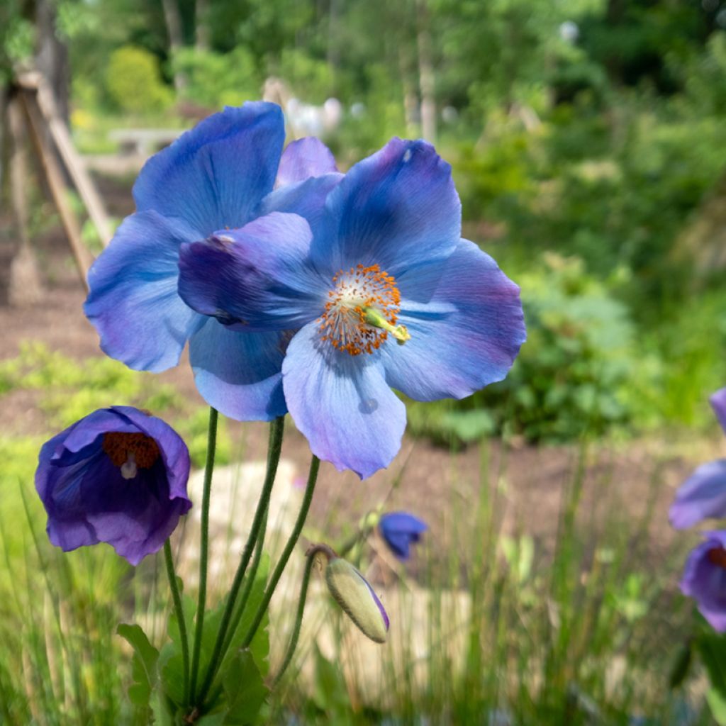 Meconopsis betonicifolia - Scheinmohn