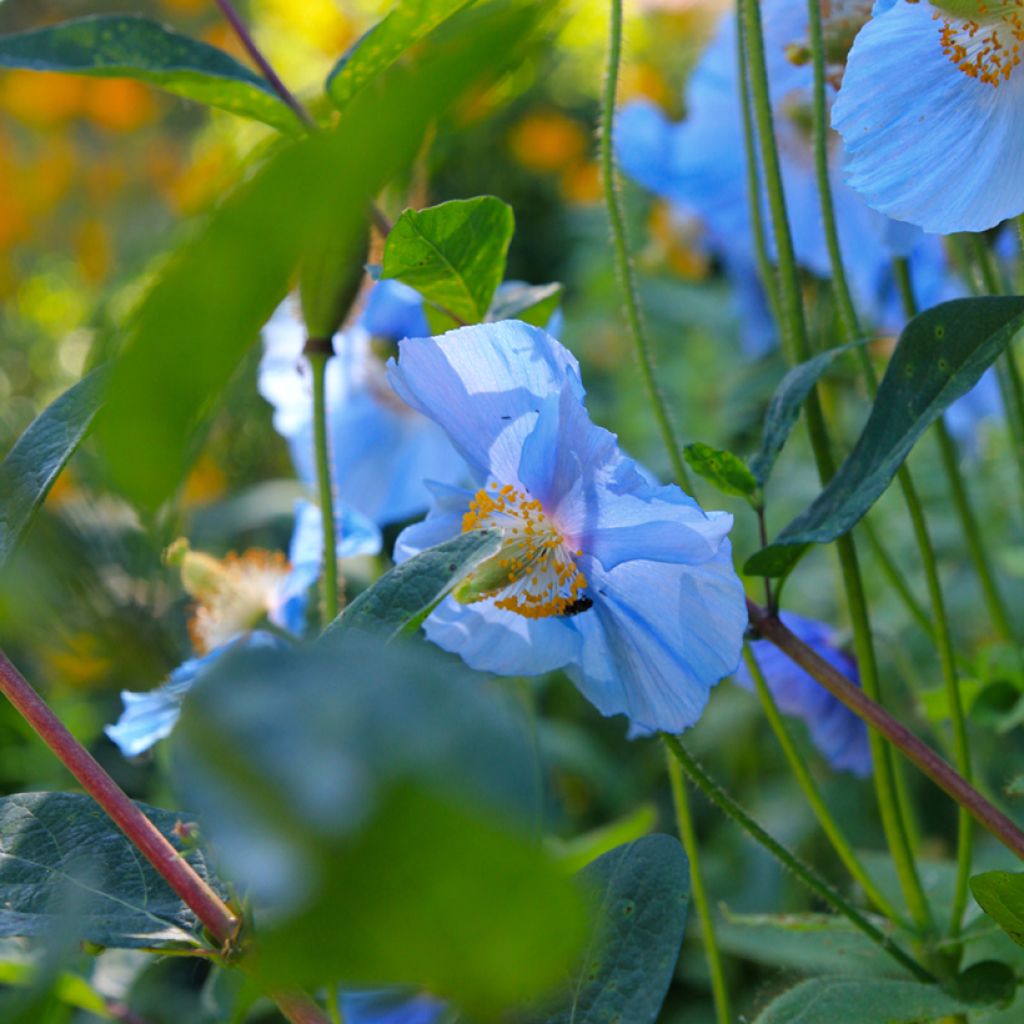 Meconopsis betonicifolia - Scheinmohn