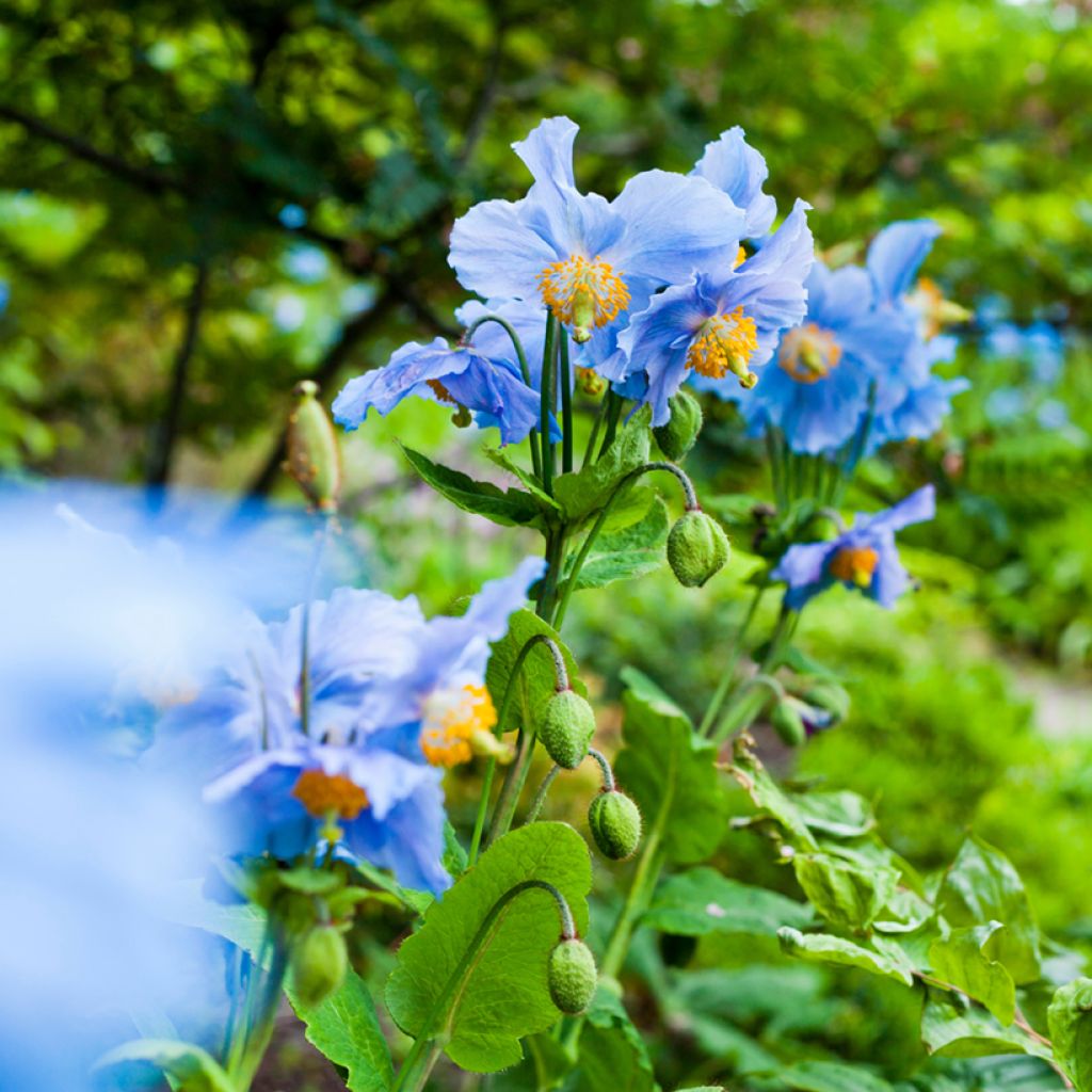 Meconopsis betonicifolia - Scheinmohn