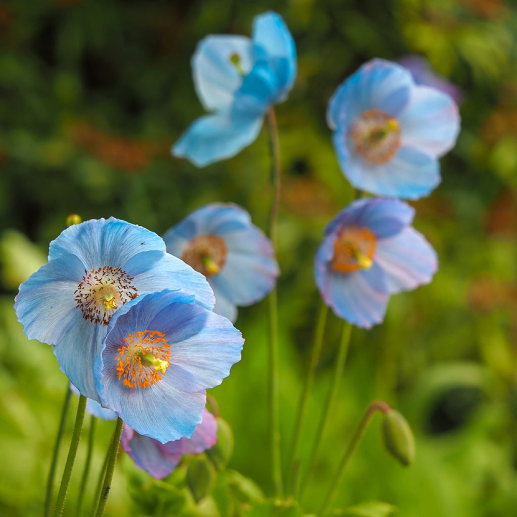 Meconopsis betonicifolia - Scheinmohn