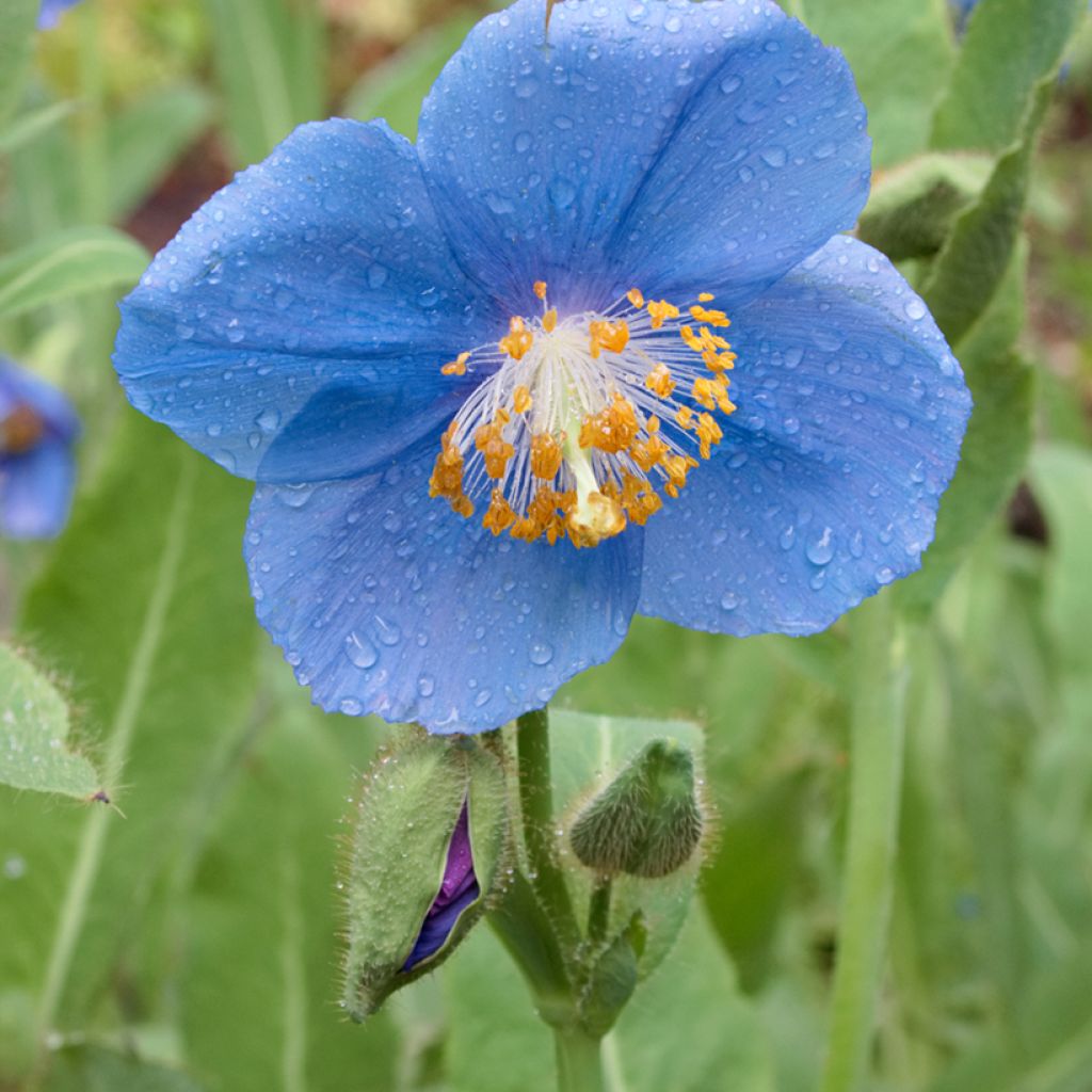 Meconopsis betonicifolia - Scheinmohn