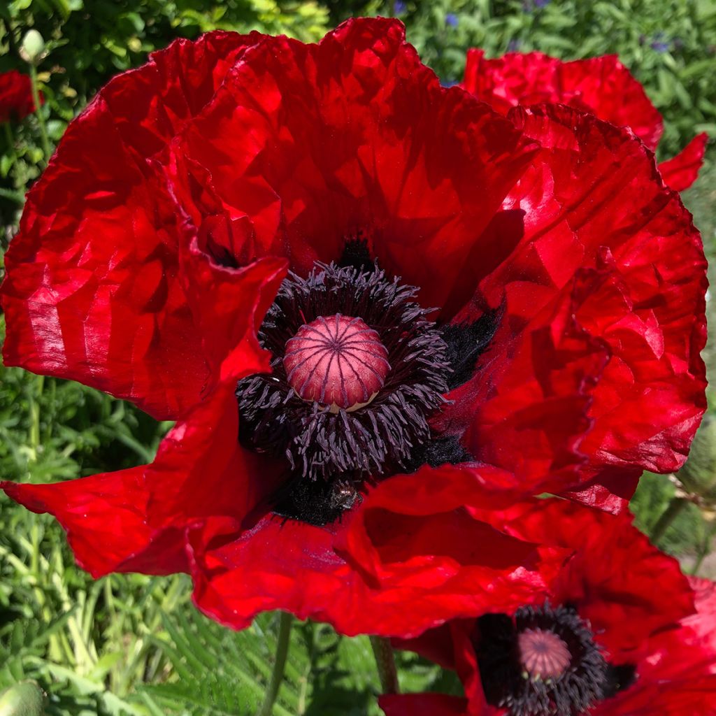 Orientalischer Mohn Heartbeat - Papaver orientale