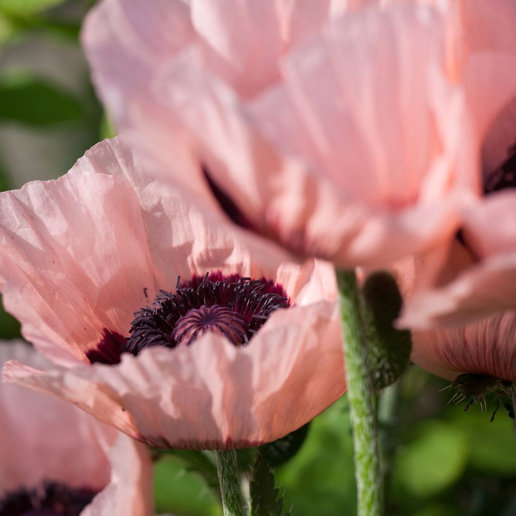 Orientalischer Mohn Little Dancing Girl - Papaver orientale