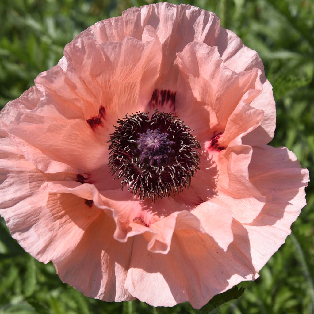 Orientalischer Mohn Little Dancing Girl - Papaver orientale