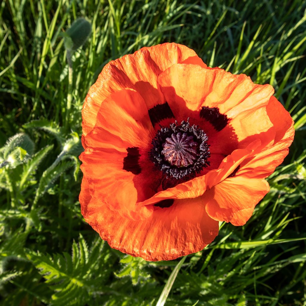 Orientalischer Mohn Orange Glow - Papaver orientale