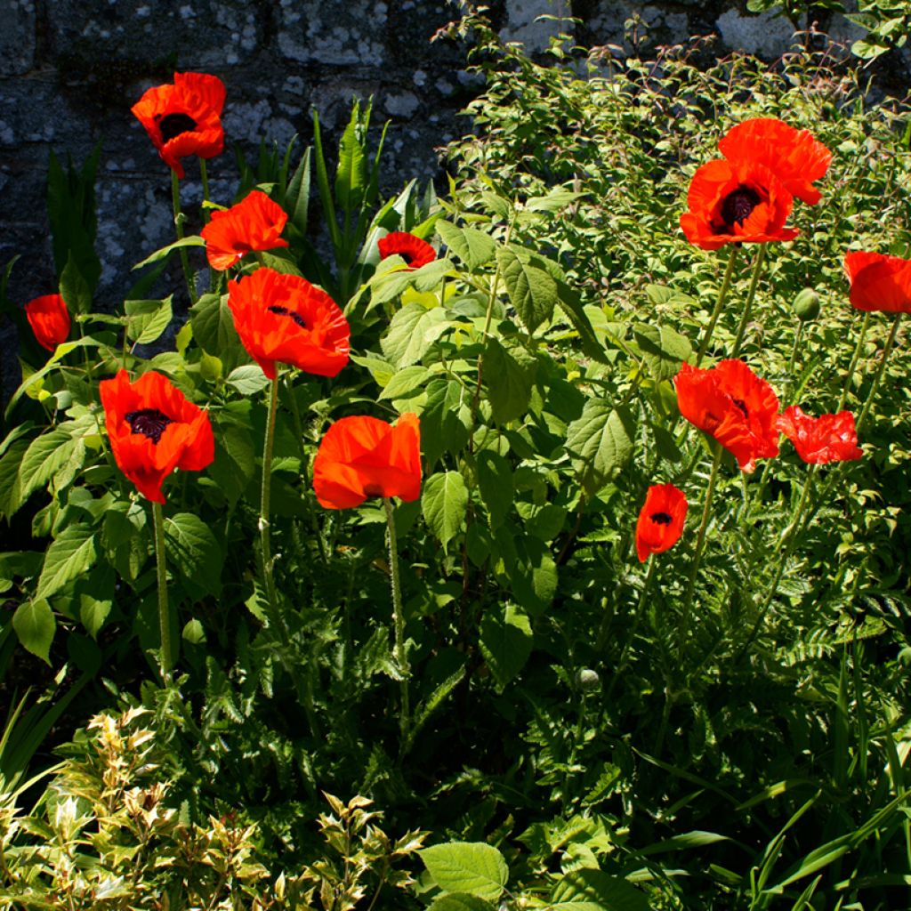 Pavot d'Orient Beauty of Livermere - Papaver orientale