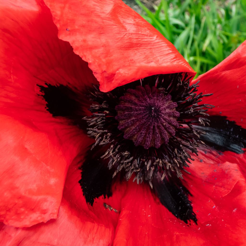 Orientalischer Mohn Beauty of Livermere - Papaver orientale