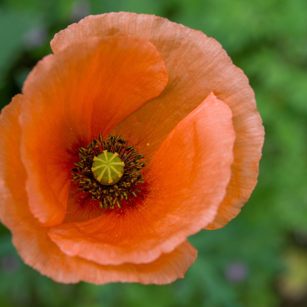 Orientalischer Mohn Harvest Moon - Papaver orientale