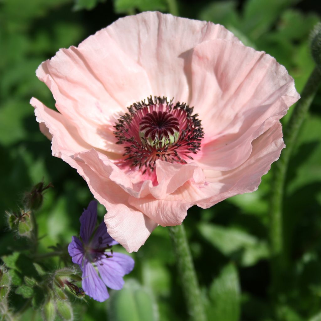 Orientalischer Mohn Karine - Papaver orientale