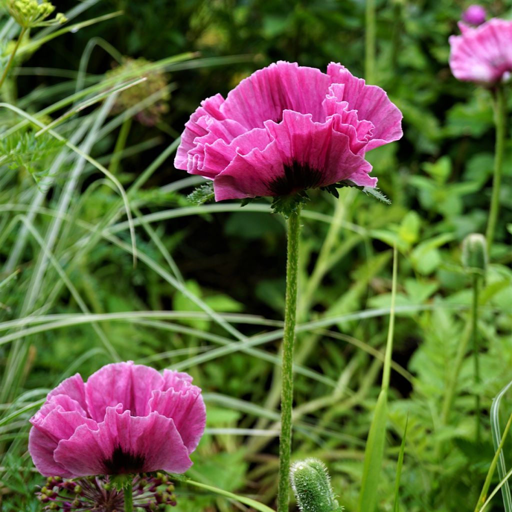 Orientalischer Mohn Lilac Girl - Papaver orientale