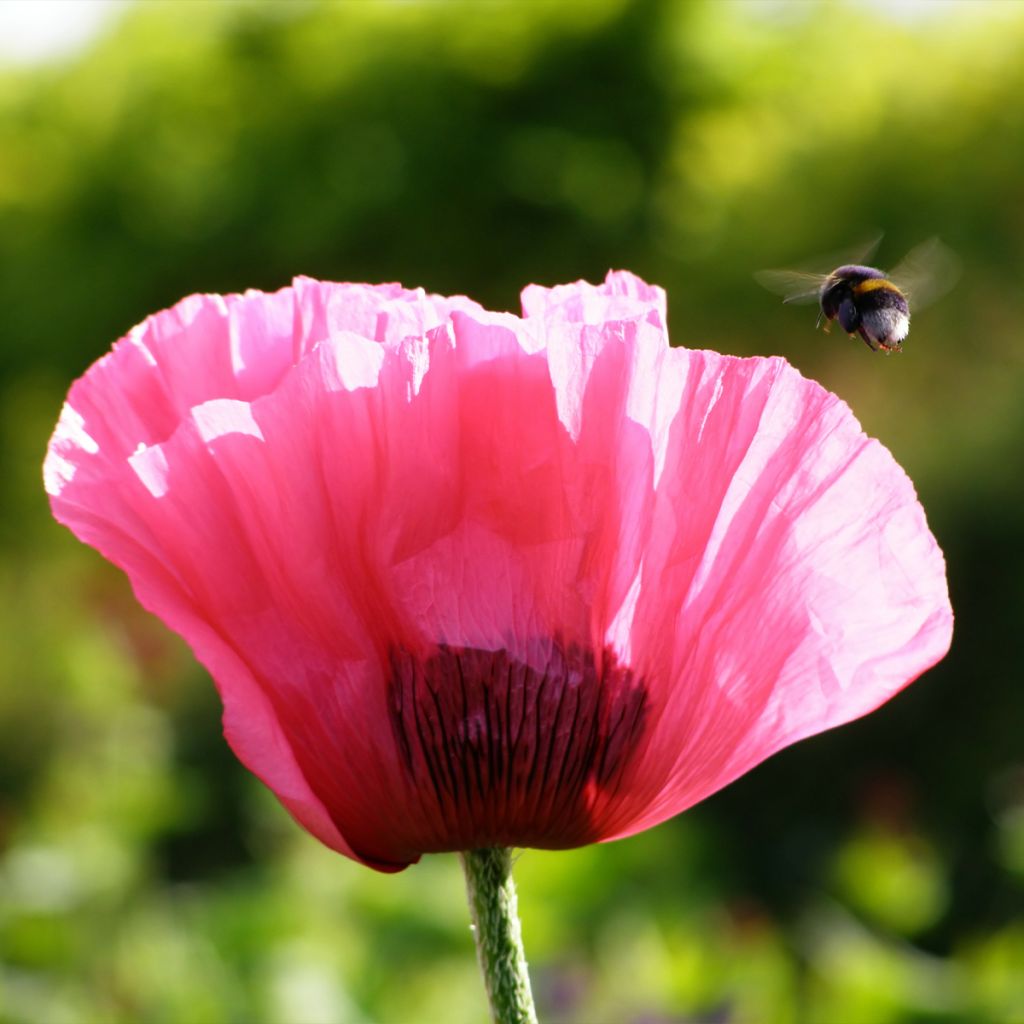 Pavot d Orient - Papaver orientale Lilac Girl