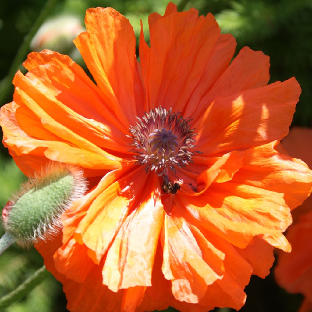 Orientalischer Mohn May Queen - Papaver orientale