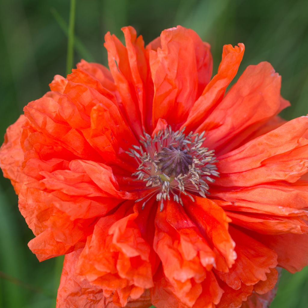 Orientalischer Mohn May Queen - Papaver orientale