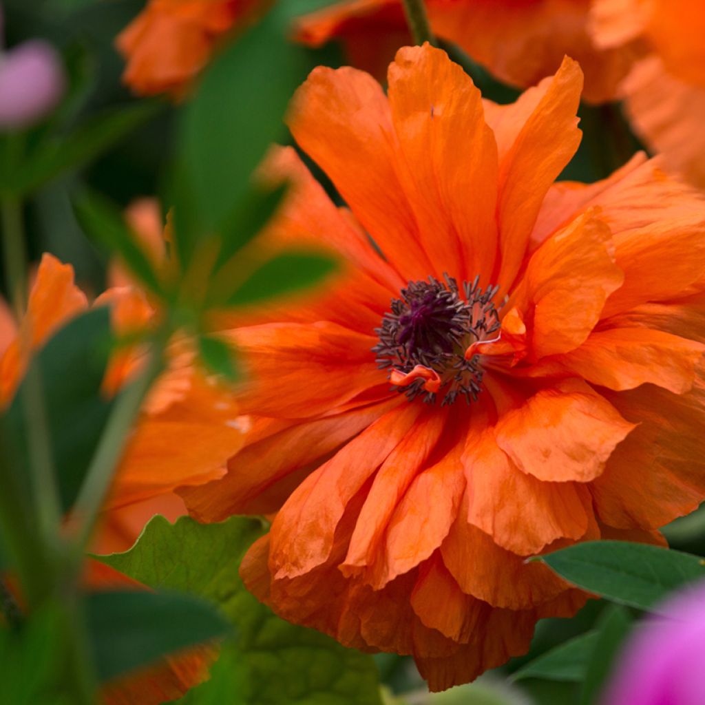 Orientalischer Mohn May Queen - Papaver orientale