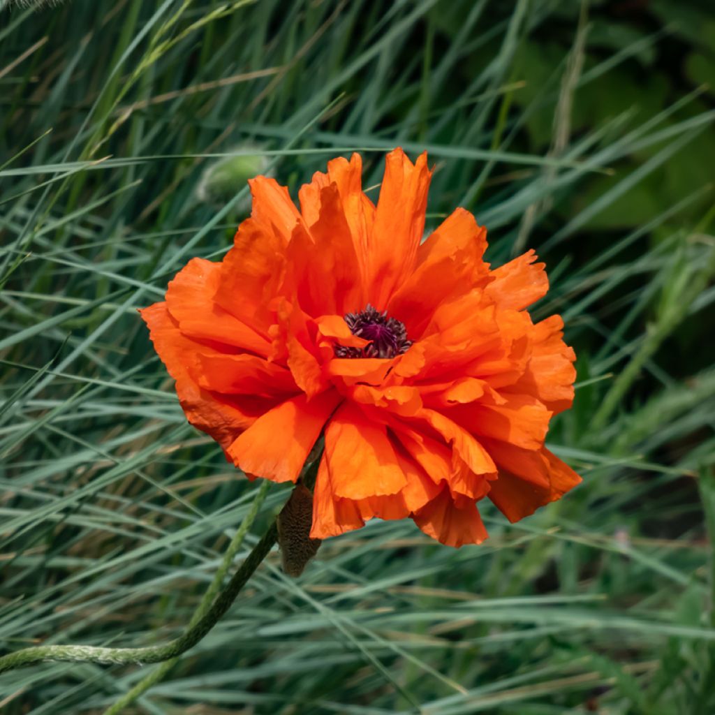 Orientalischer Mohn May Queen - Papaver orientale