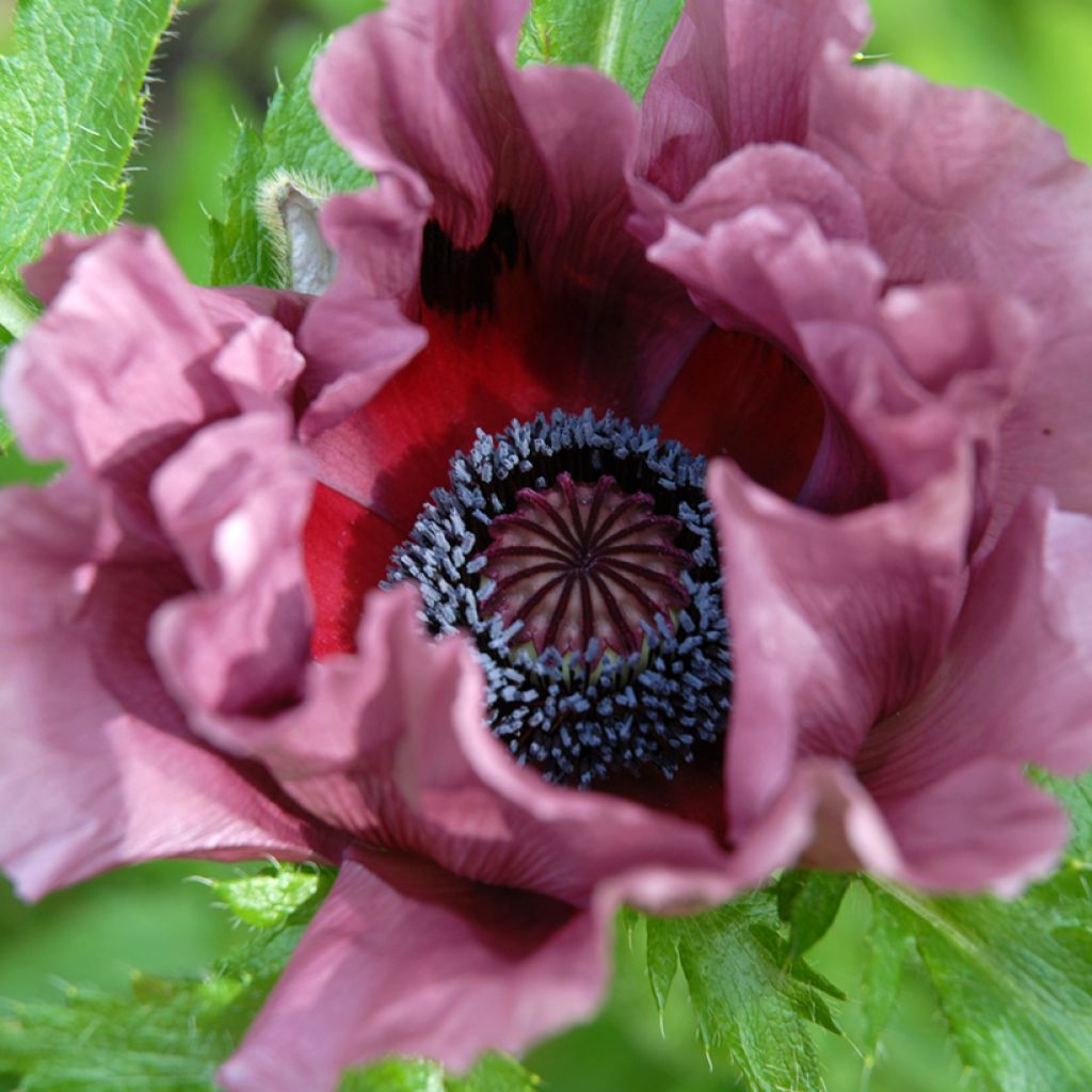 Orientalischer Mohn Patty's Plum - Papaver orientale