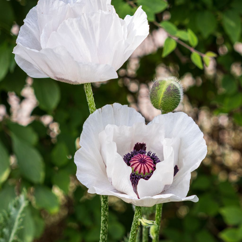 Orientalischer Mohn Perry's White - Papaver orientale