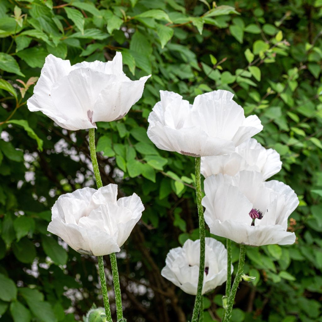 Orientalischer Mohn Perry's White - Papaver orientale