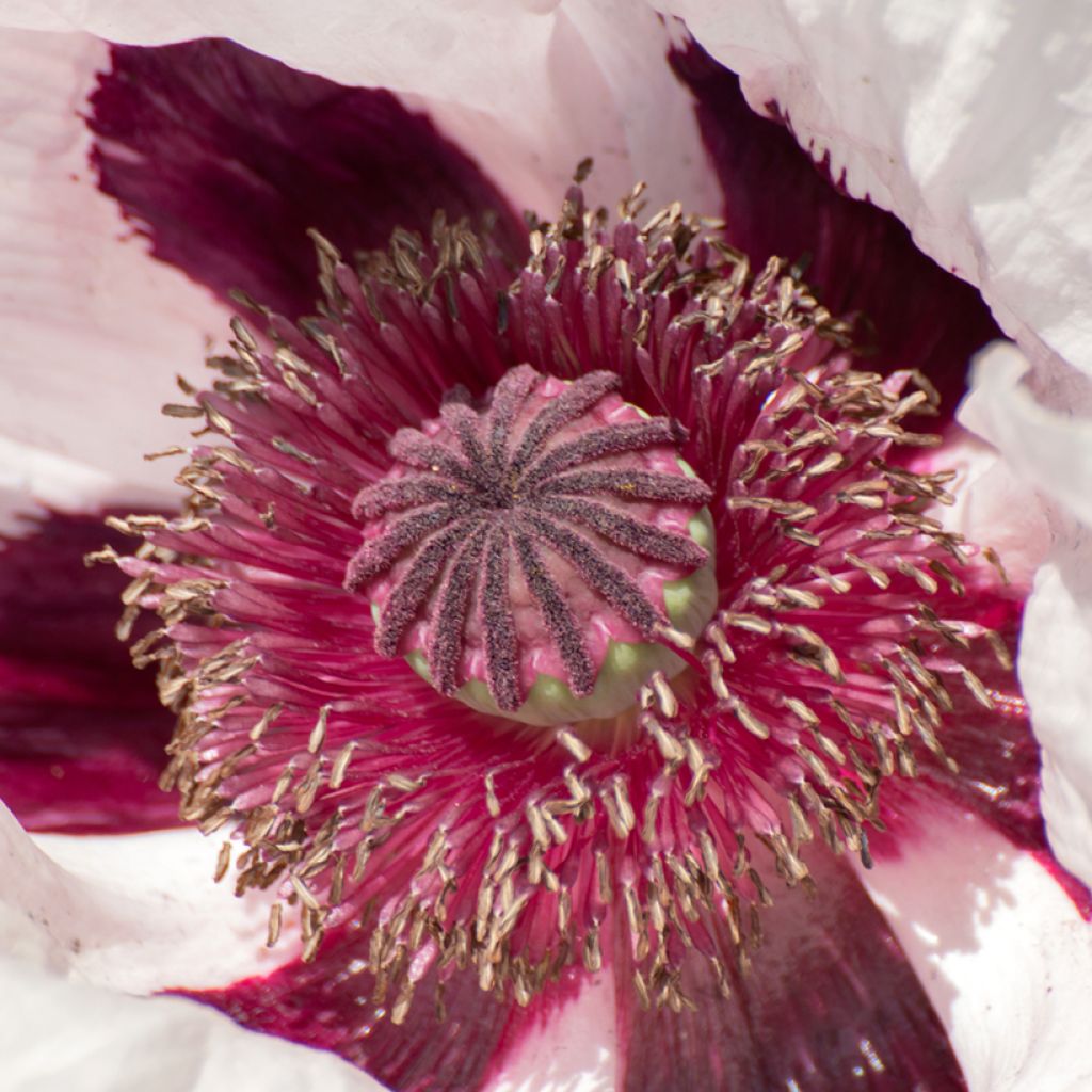 Orientalischer Mohn Royal Wedding - Papaver orientale