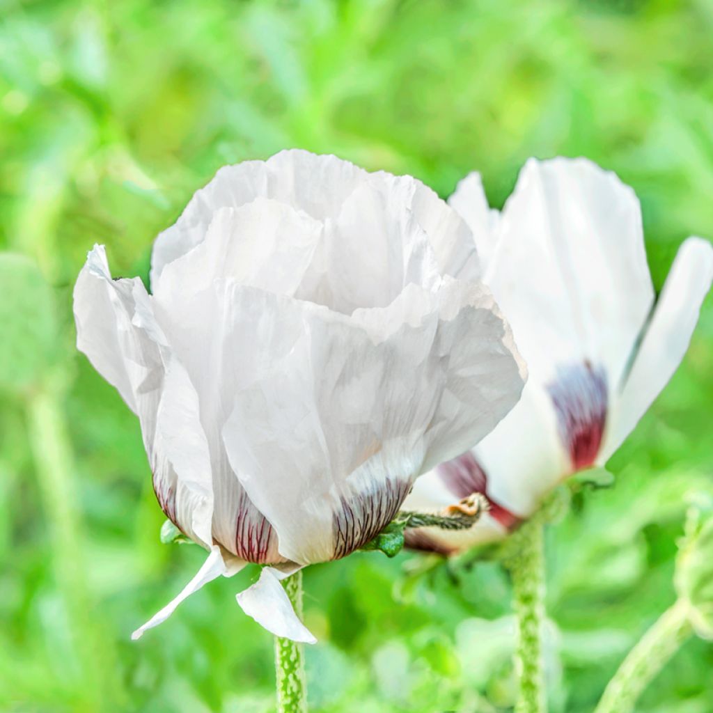 Orientalischer Mohn Royal Wedding - Papaver orientale