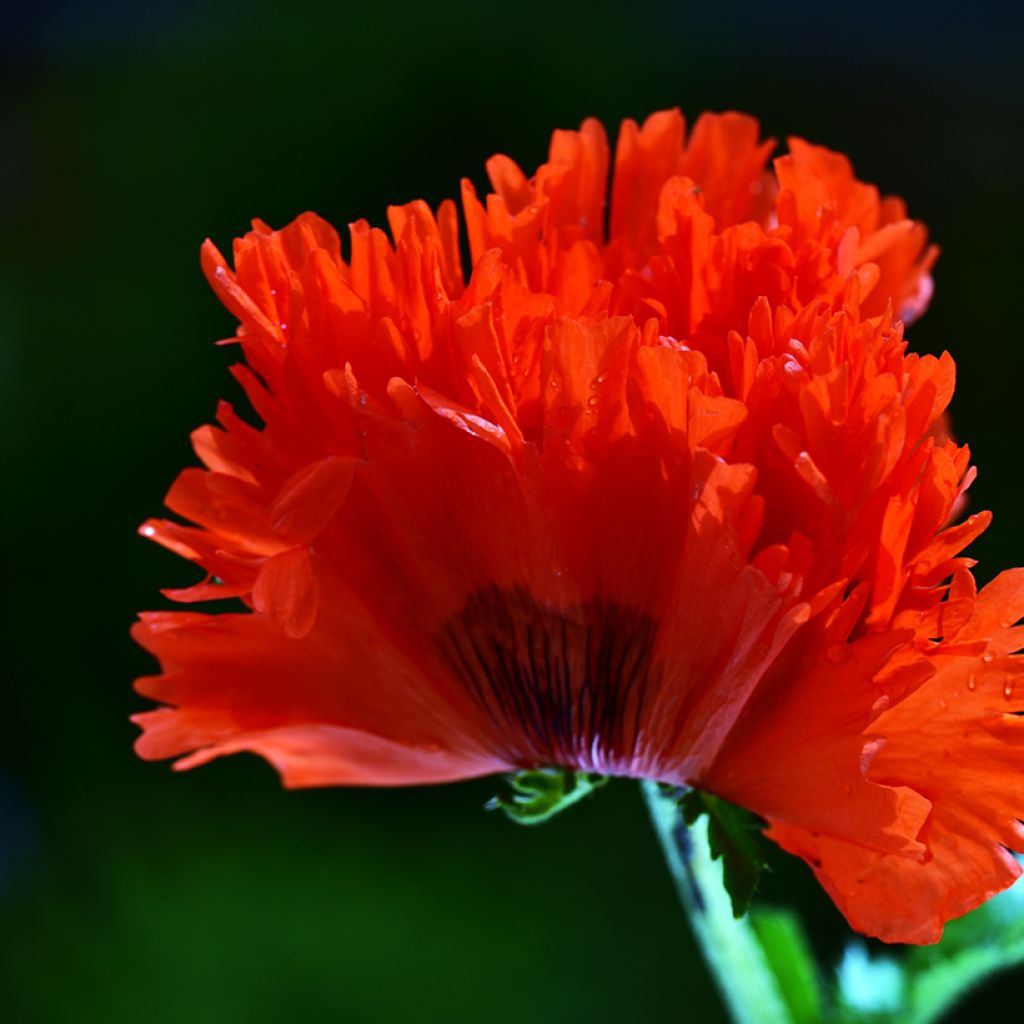 Orientalischer Mohn Türkenlouis - Papaver orientale