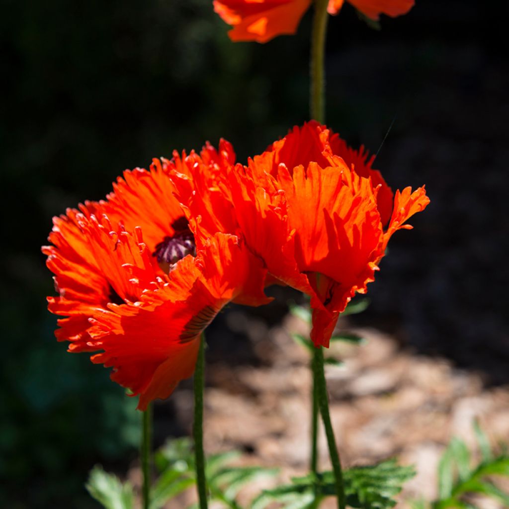 Orientalischer Mohn Türkenlouis - Papaver orientale