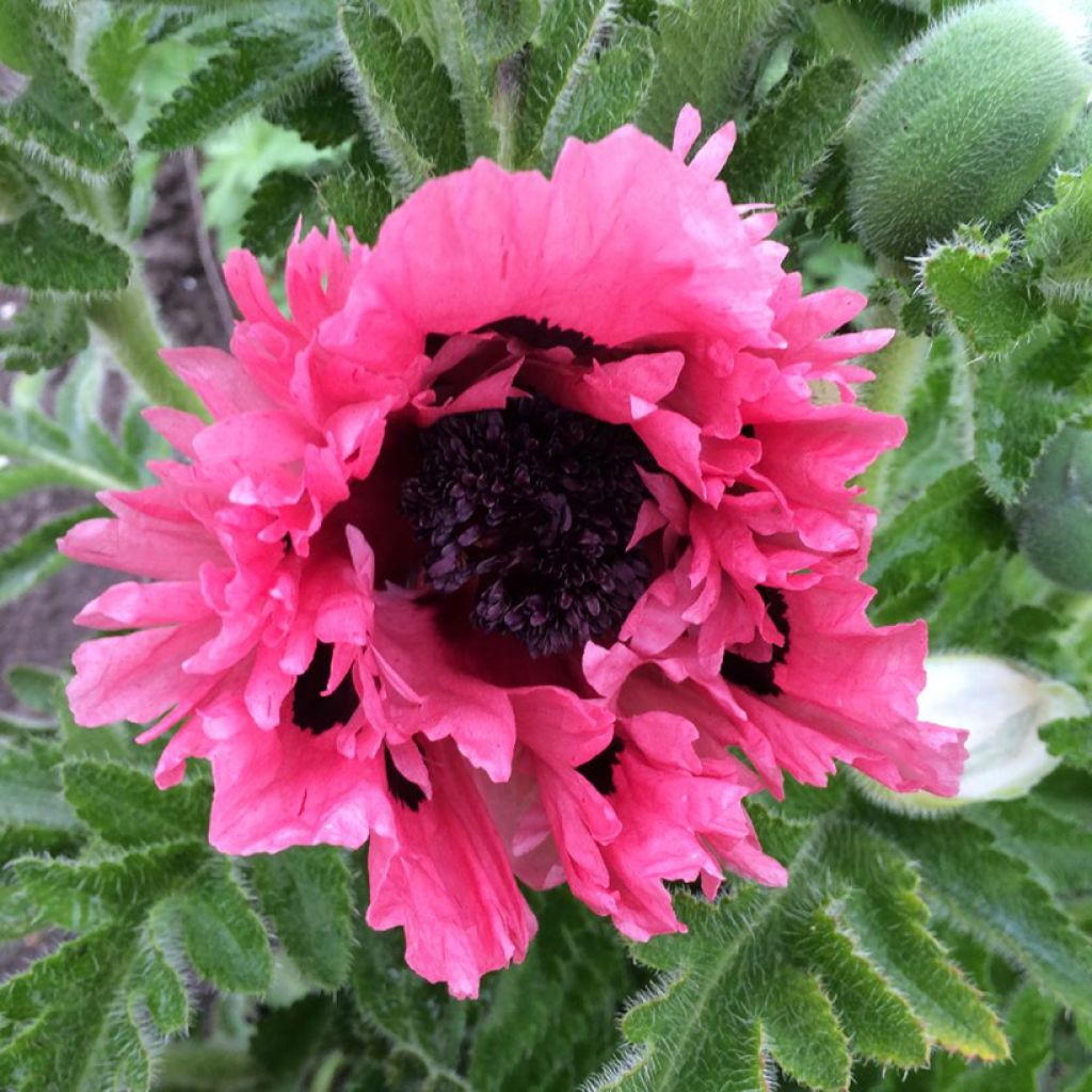 Orientalischer Mohn Pink Perfection - Papaver orientale